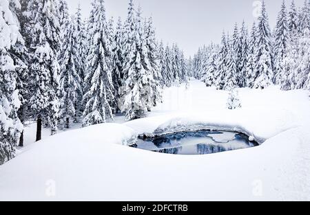 Forêt dans la neige Banque D'Images