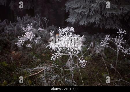 Fleur sèche recouverte de givre gros plan, fond floral d'automne. Glace rime sur inflorescence sur fond sombre. Banque D'Images