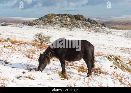 Sharpitor Dartmoor, Devon, Royaume-Uni. 4 décembre 2020. Météo Royaume-Uni. Un poney paître le terrain couvert de neige à Sharpitor sur Dartmoor à Devon en regardant vers Leather Tor lors d'une journée froide d'hiver. Crédit photo : Graham Hunt/Alamy Live News Banque D'Images