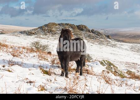 Sharpitor Dartmoor, Devon, Royaume-Uni. 4 décembre 2020. Météo Royaume-Uni. Un poney paître le terrain couvert de neige à Sharpitor sur Dartmoor à Devon en regardant vers Leather Tor lors d'une journée froide d'hiver. Crédit photo : Graham Hunt/Alamy Live News Banque D'Images