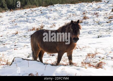 Sharpitor Dartmoor, Devon, Royaume-Uni. 4 décembre 2020. Météo Royaume-Uni. Un poney paître le terrain couvert de neige à Sharpitor sur Dartmoor à Devon en regardant vers Leather Tor lors d'une journée froide d'hiver. Crédit photo : Graham Hunt/Alamy Live News Banque D'Images