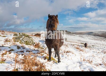 Sharpitor Dartmoor, Devon, Royaume-Uni. 4 décembre 2020. Météo Royaume-Uni. Un poney paître le terrain couvert de neige à Sharpitor sur Dartmoor à Devon en regardant vers Leather Tor lors d'une journée froide d'hiver. Crédit photo : Graham Hunt/Alamy Live News Banque D'Images