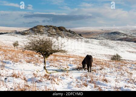 Sharpitor Dartmoor, Devon, Royaume-Uni. 4 décembre 2020. Météo Royaume-Uni. Un poney paître le terrain couvert de neige à Sharpitor sur Dartmoor à Devon en regardant vers Leather Tor lors d'une journée froide d'hiver. Crédit photo : Graham Hunt/Alamy Live News Banque D'Images