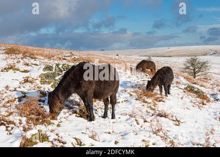 Sharpitor Dartmoor, Devon, Royaume-Uni. 4 décembre 2020. Météo Royaume-Uni. Poneys broutant le sol couvert de neige à Sharpitor, sur Dartmoor, à Devon, lors d'une journée froide d'hiver. Crédit photo : Graham Hunt/Alamy Live News Banque D'Images