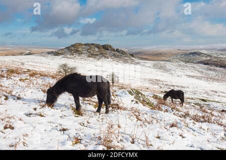 Sharpitor Dartmoor, Devon, Royaume-Uni. 4 décembre 2020. Météo Royaume-Uni. Poneys paissant le sol couvert de neige à Sharpitor sur Dartmoor à Devon en regardant vers Leather Tor par une froide journée d'hiver. Crédit photo : Graham Hunt/Alamy Live News Banque D'Images