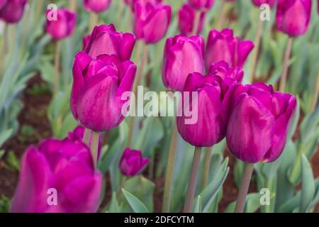 Fleurs de tulipes roses dans le jardin avec fond vert Banque D'Images