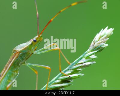 Activité des insectes dans la vie quotidienne Banque D'Images