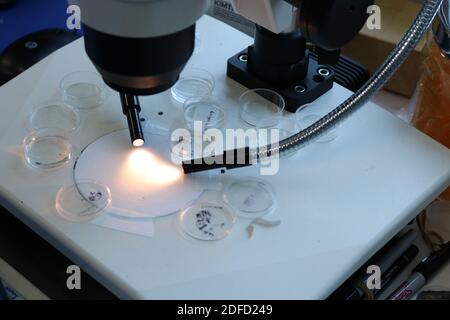 Microscope de dissection et spécimens pour la recherche de vecteurs Banque D'Images