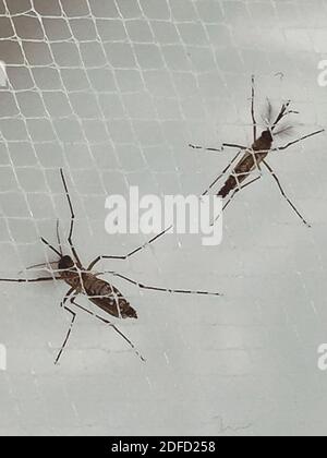 Moustiques Aedes aegypti Banque D'Images