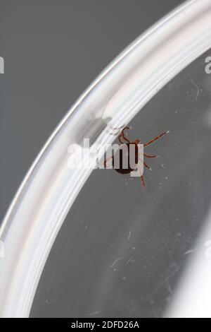 Cette tique à étoiles seules femelle, ou Amblyomma americanum, a été collectée dans le Maryland. Les tiques à étoiles seules peuvent transmettre les agents pathogènes qui causent des maladies comme Banque D'Images