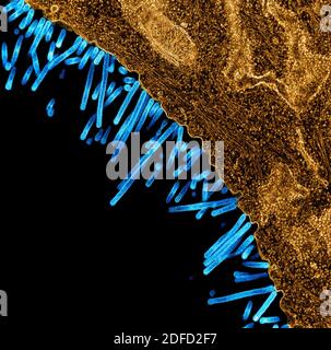 Micrographe électronique à transmission colorisée de SW31 (souche porcine) particules du virus de la grippe (bleu) fixées au et en bourgeonnement à partir du Surface d'une MDCK Banque D'Images