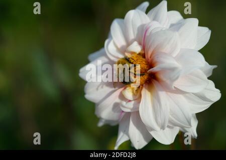 Bourdon sur une fleur de dahlia blanche gros plan, macro, pollinisation et rassemblement de nectar, abeille de travail. Banque D'Images