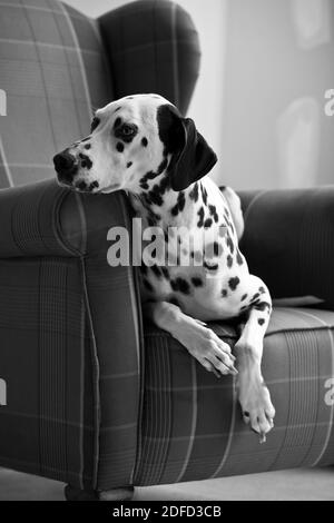 Un beau chien de race dalmate allongé sur un fauteuil Banque D'Images