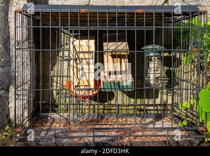 Cage de voyage utilisée comme station d'alimentation pour oiseaux Banque D'Images