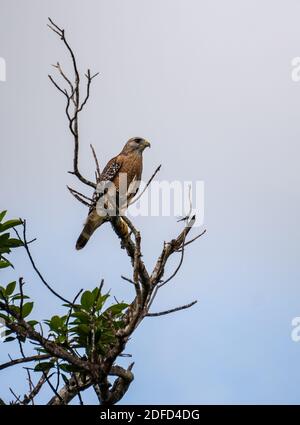 Buse à épaulement rouge perchée dans un arbre dans les Everglades Banque D'Images