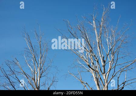 Populus alba en hiver Banque D'Images