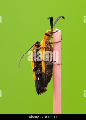 Activité des insectes dans la vie quotidienne Banque D'Images