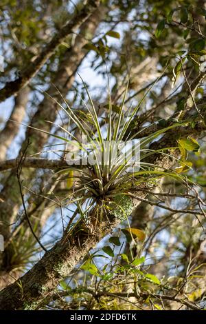 Plante de l'air poussant sur un arbre dans Big Cypress National Conserver Banque D'Images