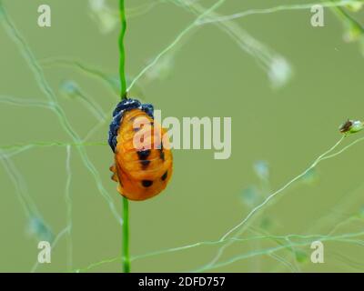 Activité des insectes dans la vie quotidienne Banque D'Images