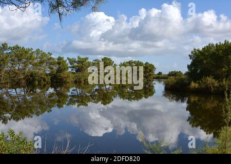 France, Aquitaine, le Teich, un étang marin dans la baie d'Arcachon avec de magnifiques reflets des nuages et des arbres dans l'eau. Banque D'Images