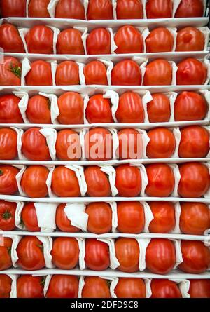 Les tomates mûres sont disposées dans des cellules séparées du boîte Banque D'Images