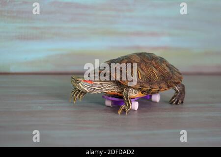 La tortue manuelle est à bord d'un skateboard. Animaux de compagnie. Banque D'Images