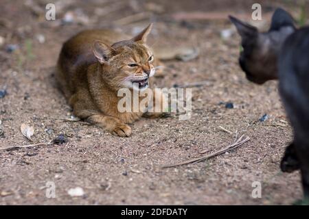 Un chat Abyssinien siffle et enâce ses dents à un chat agressif qui s'approche. Banque D'Images