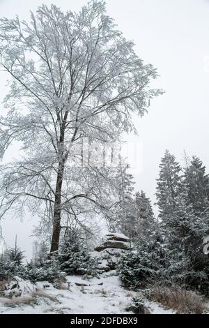 Paysage d'hiver, randonnée dans le Waldviertel, Autriche Banque D'Images