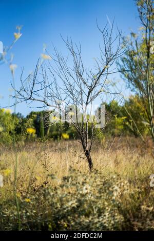 Paysage près de Roquefort-sur-Soulzon, France, Europe. Banque D'Images