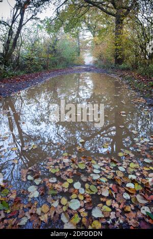 Piste de campagne à bord d'eau le matin d'automne brumeux avec des feuilles flottant sur la surface de l'eau, Highclere, Hampshire, Royaume-Uni Banque D'Images