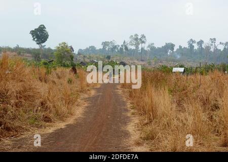 Route rurale droite le long des champs d'herbe sèche. Campagne sentier de terre à travers le paysage du désert. Terres arides et climat aride. Cambodge Banque D'Images