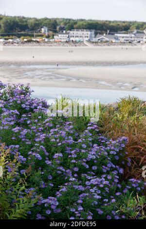 Des asters violets poussent le long de la voie marginale et donnent sur la plage d'Ogunquit dans le Maine. Banque D'Images