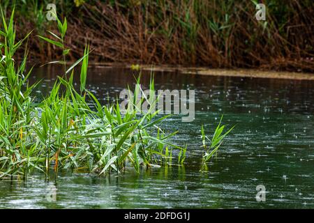 La rivière Tirino traverse les arbres sous la pluie. Abruzzes, Italie, Europe Banque D'Images