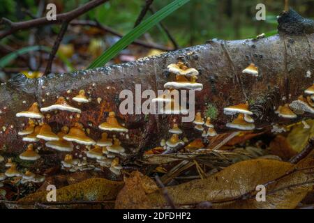 Champignons des arbres sur une branche de la forêt, champignon Lingzhi (Ganoderma lucidum), Bavière, Allemagne, Europe Banque D'Images