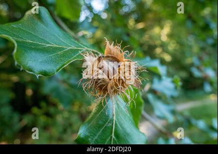 Noix de hêtre dans la gousse, hêtre (Fagus sylvatica), Bavière, Allemagne Europe Banque D'Images