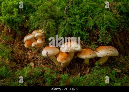 Hypholoma à brique rouge ou Tuft à brique Hypholoma, Hypholoma sulateritium, Strophariaceae, Bavière, Allemagne, Europe Banque D'Images