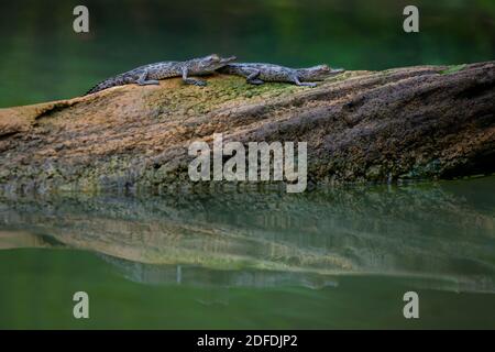 Deux jeunes Crocodiles américains, Crocodylus acutus, en rondins dans l'un des sidemarms du lac Gatun, parc national de Soberania, République du Panama. Banque D'Images