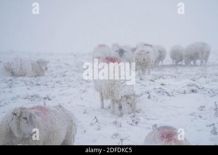 Mamor Tor, Royaume-Uni. 4 décembre 2020. Des moutons se tiennent dans un champ de neige dans le village de Castelton près de Mamor Tor après une chute de neige la nuit dernière. Credit: Ioannis Alexopoulos/Alamy Live News Banque D'Images