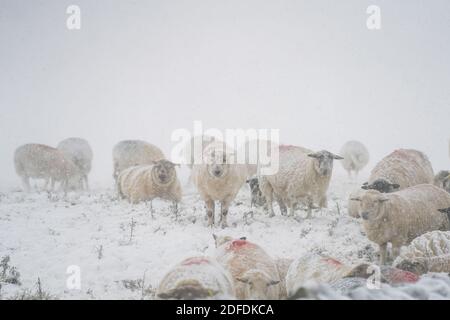 Mamor Tor, Royaume-Uni. 4 décembre 2020. Des moutons se tiennent dans un champ de neige dans le village de Castelton près de Mamor Tor après une chute de neige la nuit dernière. Credit: Ioannis Alexopoulos/Alamy Live News Banque D'Images