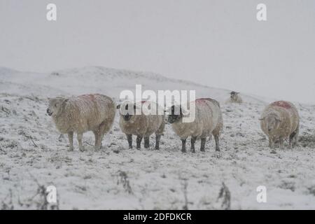 Mamor Tor, Royaume-Uni. 4 décembre 2020. Des moutons se tiennent dans un champ de neige dans le village de Castelton près de Mamor Tor après une chute de neige la nuit dernière. Credit: Ioannis Alexopoulos/Alamy Live News Banque D'Images