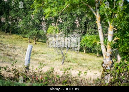 Paysage près de Roquefort-sur-Soulzon, France, Europe. Banque D'Images