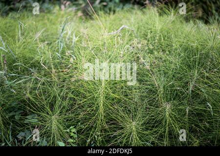 Paysage près de Roquefort-sur-Soulzon, France, Europe. Banque D'Images