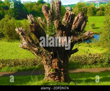 JANUS - Twin face dans un arbre, Lancashire 2020. --- bien que ne regardant guère les deux manières, cette représentation de Janus avec son double visage peut avoir d'autres connotations. Dans la mythologie, Janus était le dieu grec des débuts et de la transition, comme de l'ancienne année à la nouvelle et de la guerre à la paix. Il présida les allées (comme ici) les portes, les portes d'entrée et de fin, . Il est habituellement représenté avec deux visages regardant des manières opposées, l'un vers le passé et l'autre vers le futur.il est conventionnellement pensé que le mois de janvier peut être nommé du nom de Janus (Ianuarius) Banque D'Images