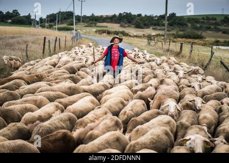 Troupeau de moutons aux moutons dans le paysage près de Roquefort-sur-Soulzon, France, Europe. Banque D'Images