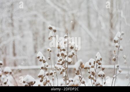 les gousses de fleurs séchées sont couvertes de neige légère ciel gris Banque D'Images