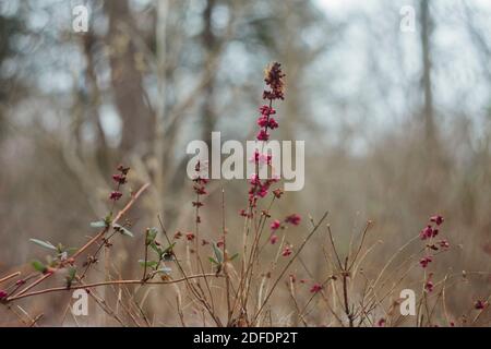 Fleurs roses séchées trouvées dans un champ Banque D'Images