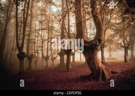 forêt nuageuse en automne dans l'atmosphère rouge et les sols ocre Banque D'Images