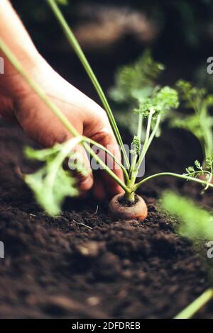 Femme récoltant des carottes dans le jardin de l'arrière-cour Banque D'Images