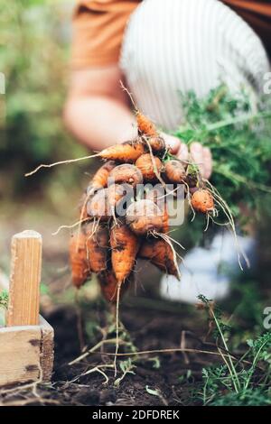 Femme récoltant des carottes dans le jardin de l'arrière-cour Banque D'Images