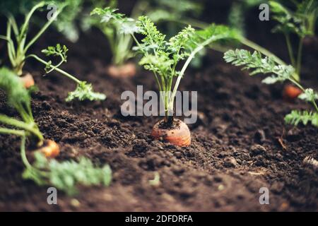 Carottes du jardin. Banque D'Images